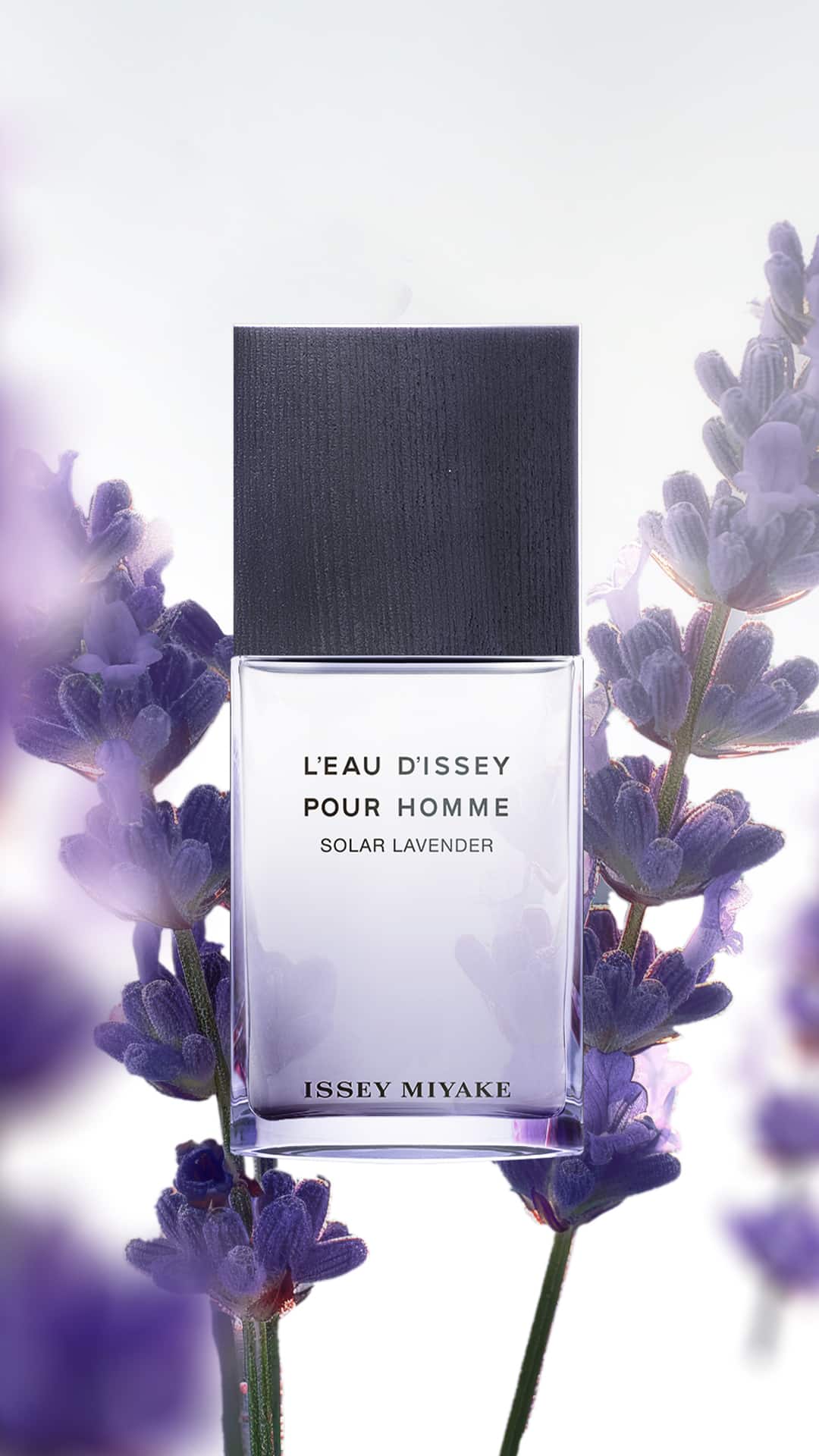 Summer 2024 - Solar Lavender